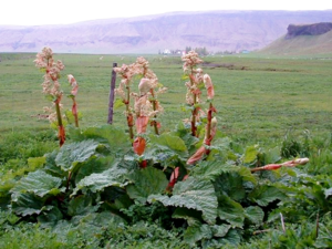 Rheum rhabarbarum - Rhubarb.png