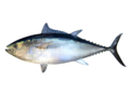 Thunnus maccoyii - Southern Bluefin Tuna.png
