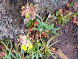 Anthyllis vulneraria - Common Kidney Vetch.png