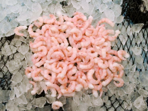 Icelandic Shrimp（Northern Shrimp）Rækjur.png