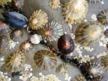 Nacellidae - Limpet.png