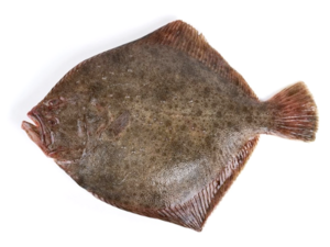 Scophthalmus maximus - Turbot.png