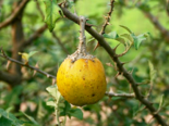 Soda Apple - Solanum aculeastrum.png