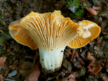 Cantharellus pallens - Frosted Chanterelle.png