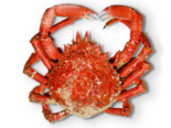 Maja squinado - European Spider Crab.png
