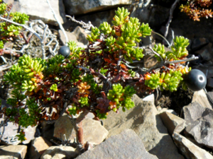 Empetrum nigrum - Crowberry.png