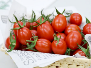 Genetically Modified Tomato - Sicilian Rouge High GABA developed in Japan.png