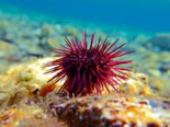 Paracentrotus lividus - Purple Sea Urchin.png