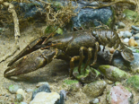 Astacus astacus - European Crayfish.png