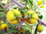 Fruit of Solanum arundo.png