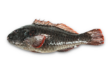 Sparisoma cretense -（Male）Mediterranean Parrotfish.png