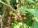 Forest Bitterberry - Solanum anguivi.png