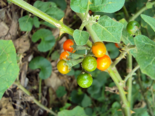 Fruit of Solanum Solanum violaceum.png