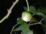 Fruit of Solanum asterophorum.png