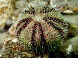 Strongylocentrotus droebachiensis - Arctic Green Sea Urchin.png