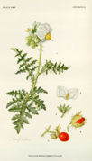 Botanical Journal Adisonia - Painting of Solanum sisimbrifolium by Mary Emily Eaton, 1940.png