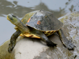 Mauremys sinensis - Chinese Stripe Necked Turtle.png