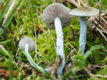 Stropharia pseudocyanea - Peppery Roundhead.png