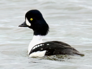 Bucephala islandica - Barrow's Goldeneye.png