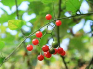 Fruit of Solanum cathayanum.png