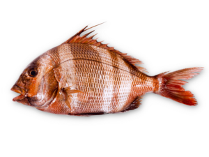 Pagrus auriga - Red Banded Sea Bream.png