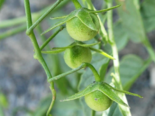 Wild Tomato - Solanum arcanum.png
