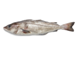 Melanogrammus aeglefinus - Haddock.png