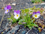 Viola tricolor - Wild Pansy.png
