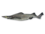 Deania hystricosa - Rough Longnose Dogfish.png