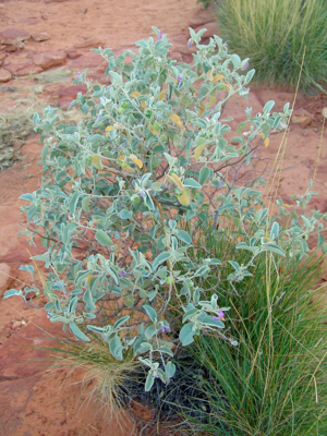 Australia's Native Bush Tomato.png