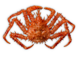 Lithodes maja - Norway King Crab.png