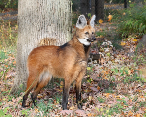 Maned Wolf.png