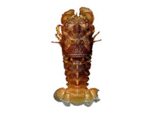 Scyllarides squamosus - Slipper Lobster.png