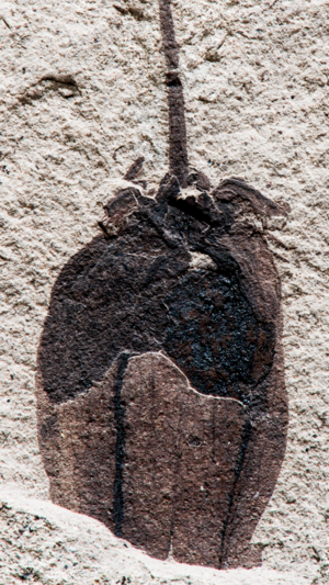 Fossil of a 52 million year old tomatillos.png