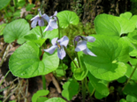Viola epipsila - Northern Marsh Violet.png