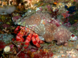 Dardanus calidus - Red Hermit Crab.png