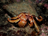 Pagurus bernhardus - Common Hermit Crab.png