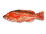 Bodianus scrofa - Barred Hogfish.png