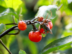 Cannibals Tomato - Solanum viride.png