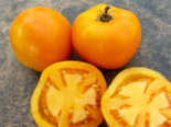 Heirloom Tomato - Woodle Orange.png