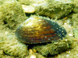 Potomida littoralis - Black River Mussel.png