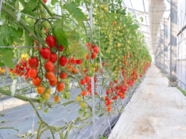 農学と栽培技術